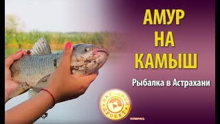 Амур на камыш! Рыбалка в Астрахани - приключения продолжаются!