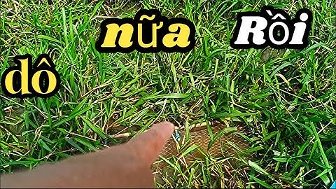 Tiếp tục thăm luồn lờ đồng chàm trúng mánh cá trê vàng//nhân vlog