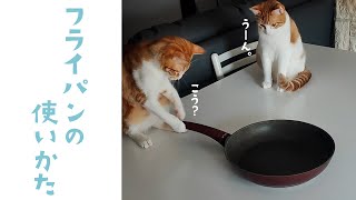 ニャンコさん、フライパンの使い方を考える|PECO