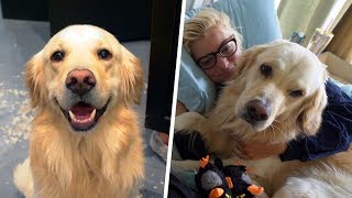 Golden Retriever's Morning & Night Routines (SCS #168)