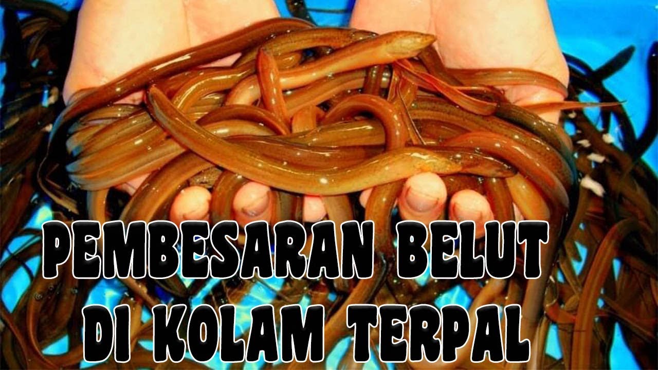 TIPS PEMBESARAN BELUT DI KOLAM TERPAL 