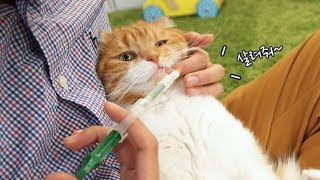 วิธีการให้ยากับแมว