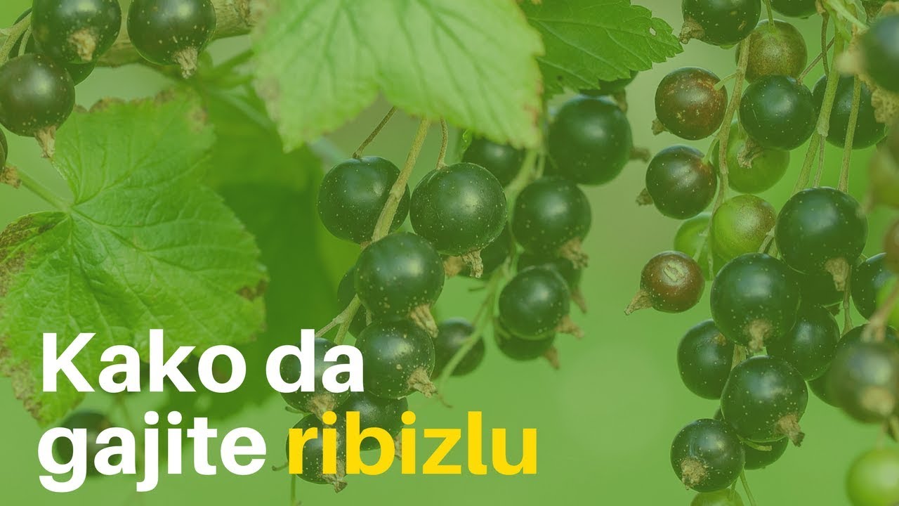 Korisna svojstva i kontraindikacije crne aronije - Bobičasto voće 