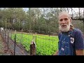 Pruning BLACKBERRIES, Moving the Razz Ma Tazz Seedless Muscadine, Garlic