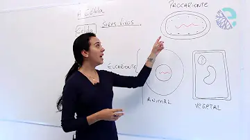 Como são chamados os seres vivos formados por uma única célula de um exemplo?