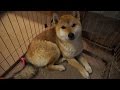 【しばわんこ日記】ごはんの時間【柴犬タロウ】　Shibainu