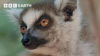 The Emotions of Motherhood in Primates | Natural World Mothers and Babies | BBC Earth Resimi