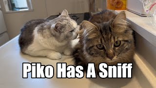 Piko has a sniff