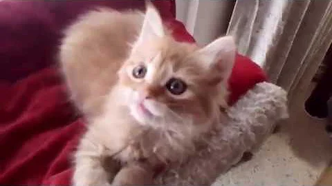 Video 1304891: longhaired japanese bobtail, japanese bobtail kittens born, tabby kitten, red tabby
