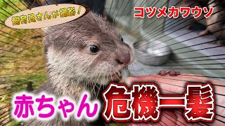 コツメカワウソの赤ちゃん 激カワ成長日記！