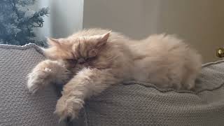 Persian Cat Snoring! by Persian Cat Corner 476 views 1 year ago 1 minute, 14 seconds