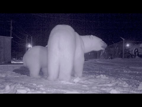 BEAR ATTACK Halloween One Of The Most Dangerous Nights Of Bear Season