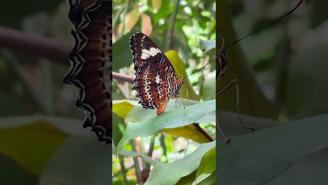 Orange lacewing butterflies Cethosia penthesilea and observing one up close