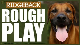 How To Stop Your RIDGEBACK PLAYING ROUGH