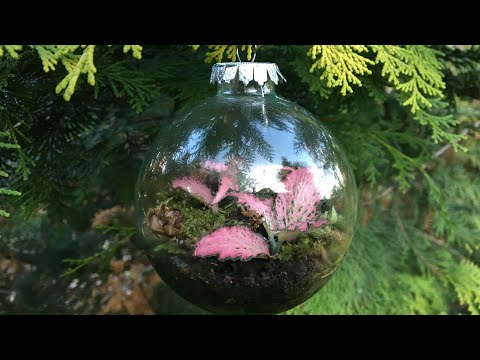 Video: Succulent Christmas Ornaments - Ua Ornaments Nrog Succulents