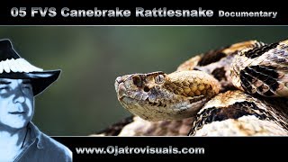 05 Fvs Canebrake Rattlesnake Remastered