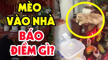 Đột Nhiên Mèo Chạy Vào Nhà Báo Điềm Gì? Chớ Vội Xua Đổi Mà Hãy Xem Ngay Video Này