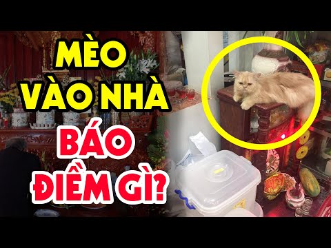 Video: Tại Sao Mèo Lại Mang Chuột đến Cho Chủ?