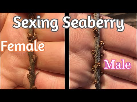 Wideo: Jak odróżnić samicę od samca rokitnika: opis, zdjęcie