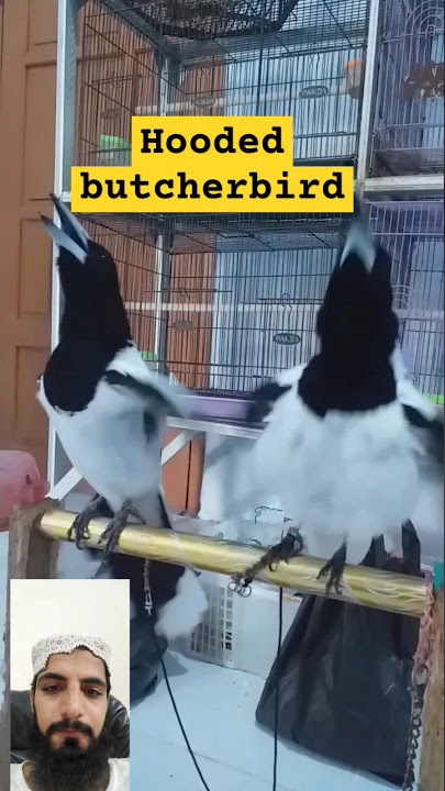 Hooded butcher Birds#shortsviral #bird #trending #viral #animal #shortvideos