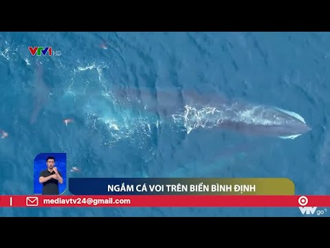 Video Ngắm cá voi trên biển Bình Định | VTV24 - youtube