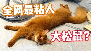 喜提家庭新成员养一只绝美又粘人的索马里猫是什么体验