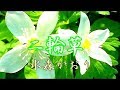 二輪草/川中美幸 cover  水森かおり 2020