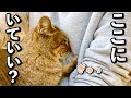 庭に住みついた野良猫を家猫へ#1【大きな決断と経緯】