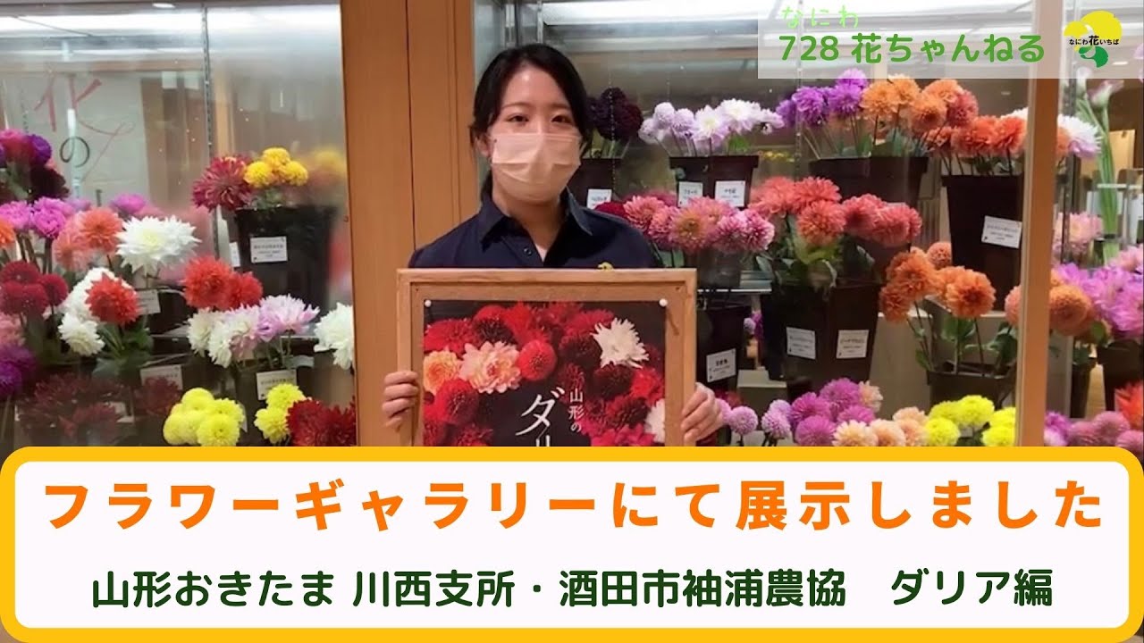 ダリア おすすめ品種をご紹介いたします Youtube