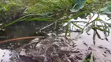 Cắm Câu Cá Lóc Dính Lươn Khủng # SĂN BẮT ĐỒNG THÁP #