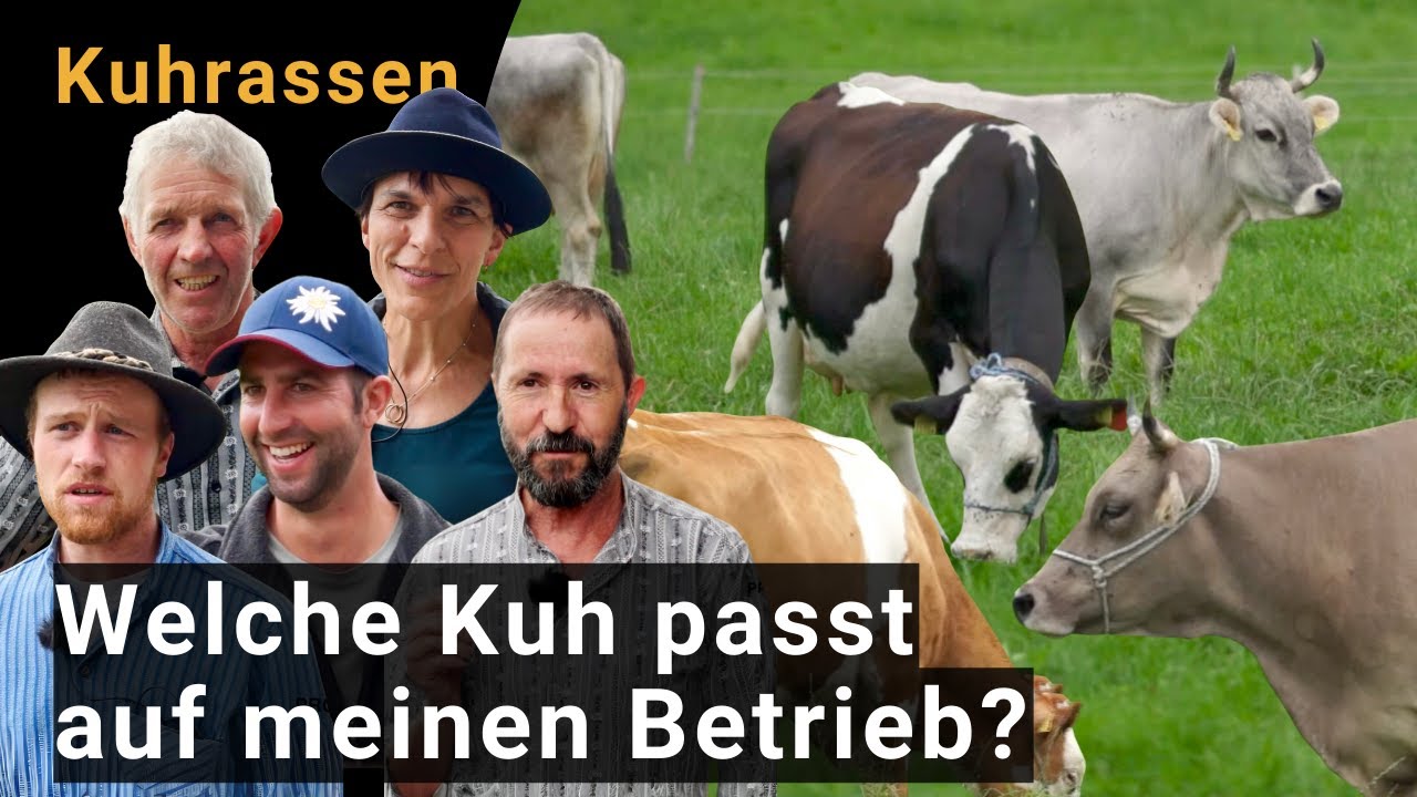 Welcher Kuhtyp passt auf meinen Betrieb? Swiss Fleckvieh, Original Braunvieh, KIWI-Cross, Grauvieh?
