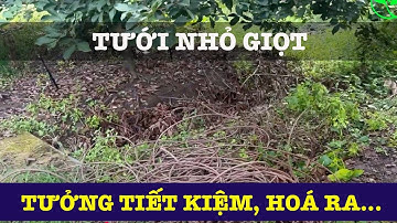 ĐỪNG LẮP NHỎ GIỌT CHO CÂY ĂN TRÁI LÂU NĂM TRƯỚC KHI XEM VIDEO NÀY | VNPLANT