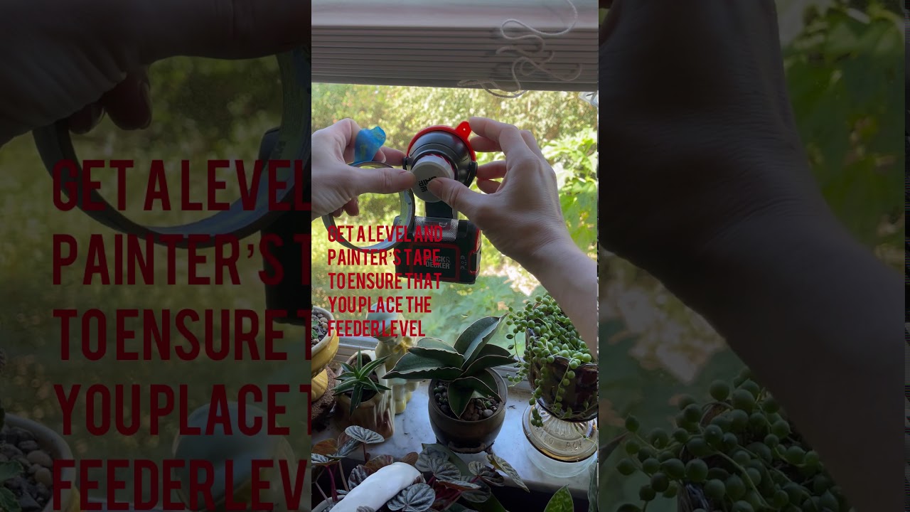 HHXRISE Acrylic Window Bird Feeder: Assembly-Install-Initial thoughts+Birds!