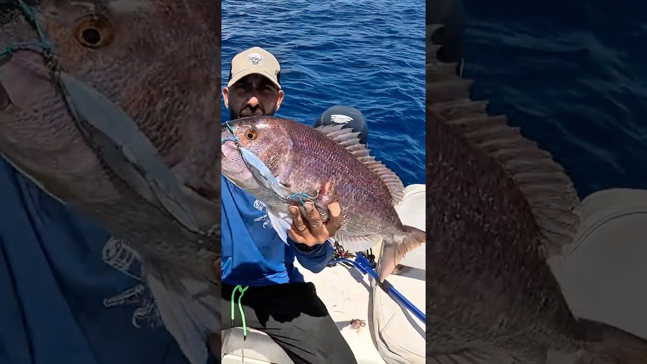 Ωραίος λαγοκέφαλος 😂🤣 #boatfishing #fishing #rhodes #ψάρεμα #rhodes #slowjigging