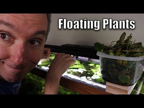Floating Plants with Goldfish – Time to Cull (the frogbit)