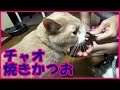 猫ｽﾞに「チャオ焼きかつお」やってみた 【♀猫こむぎ＆♂猫だいずの動画日記】