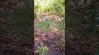 Bẩy quốc mồi kẹp loa con hai con bổi quá sung #shorts #short