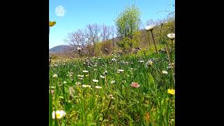 🌳🌞Fresh Morning & Healing Spring Sounds In A Flowery Meadow #Healingfrequencies #Healingnaturesounds