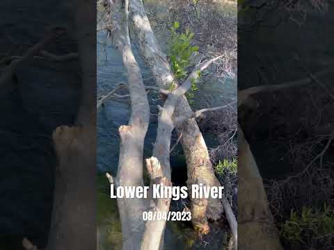 Lower Kings River / Secret Spot 🤫🎣
