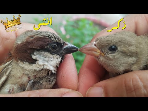 الفرق بين الذكر والانثى في عصافير الدوري