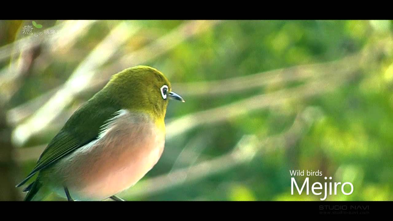 今年もメジロがやってきました！癒しの映像館【メジロ】 - YouTube