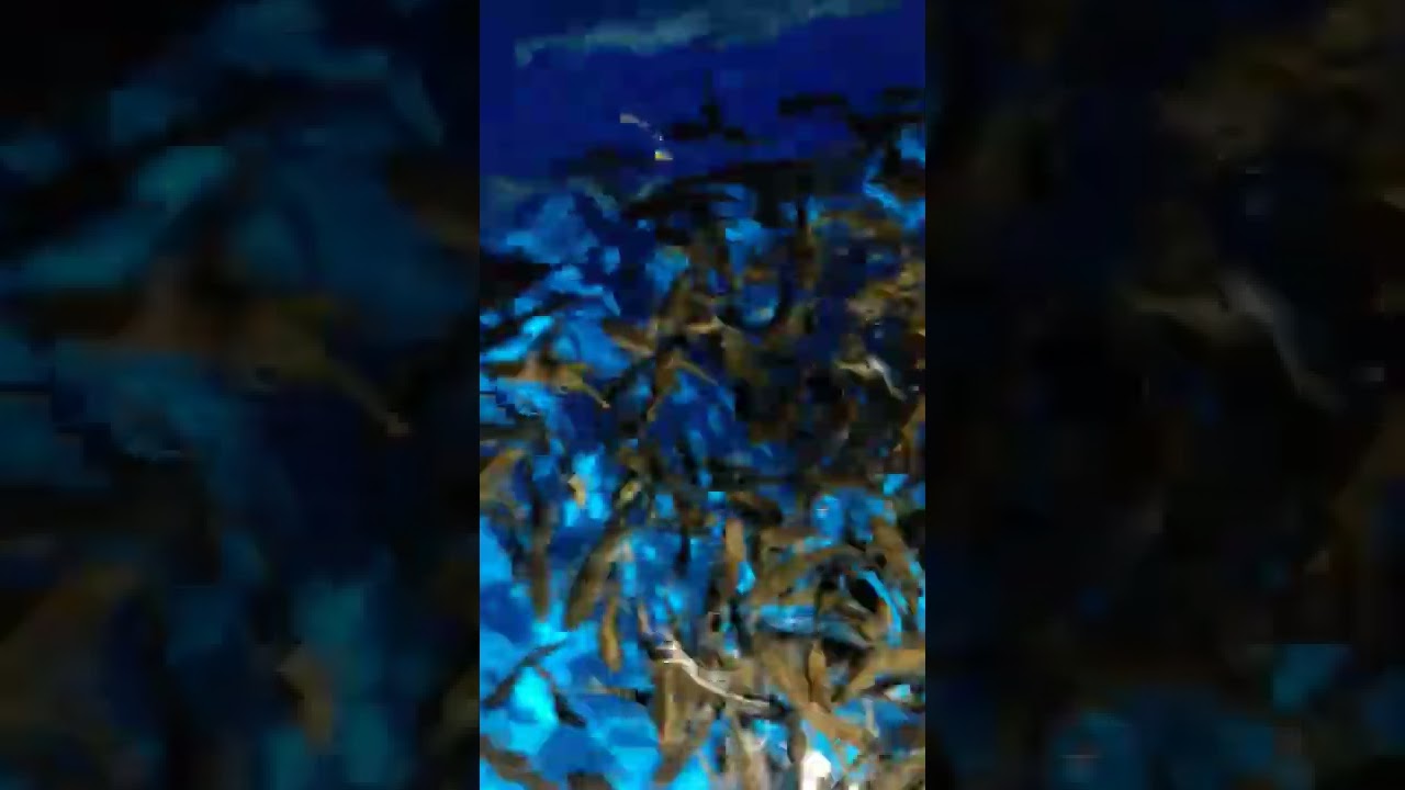 Dr. Fish eat dead skin YouTube