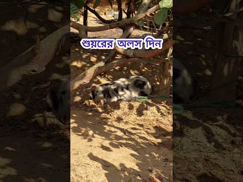 শুয়রের অলস দিন