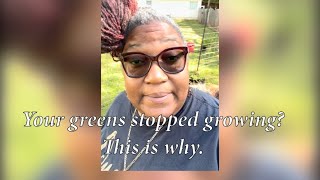 Why Your Collard Greens Stopped Growing (And How I Fixed It Fast)