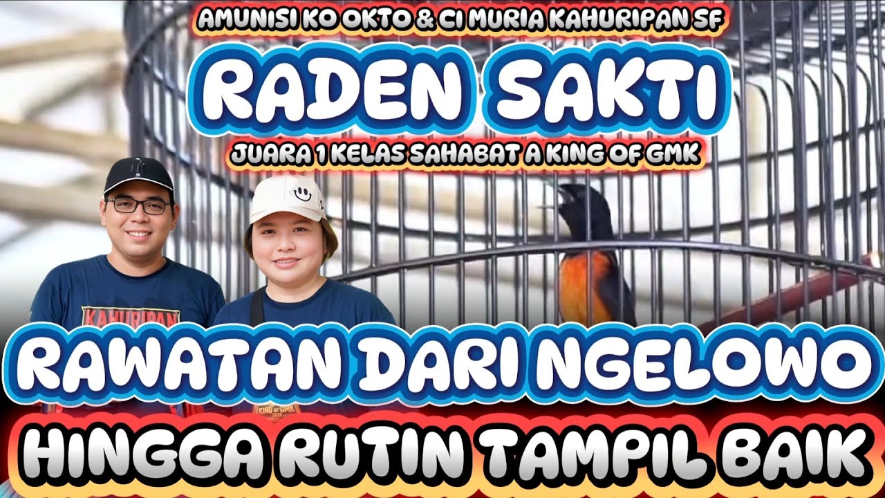RAWATAN DARI MURAI NGELOWO SAMPAI RUTIN TAMPIL BAIK | MURAI RADEN SAKTI JUARA 1 SAHABAT KING OF GMK