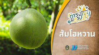 ทรรปณะนครปฐม : คำขวัญเล่าเมือง ตอน ส้มโอหวาน