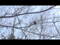 ふくい散策　冬の野鳥のレストラン2015 の動画、YouTube動画。