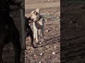 pitbull vs kangal , volkodav sheperd #shorts