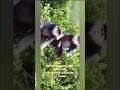 Isse Sundar Monkey Nahi Dekha Hoga! 😍 #TrendingShorts #Cute #shortvideo #funny #viral #trending