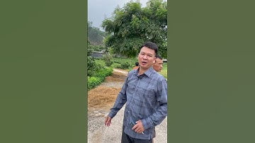 Lí do để nông dân trồng chè theo hướng hữu cơ #chèsạch #trà_tân_cương #chè_thái_nguyên #trà_tâm_xuân